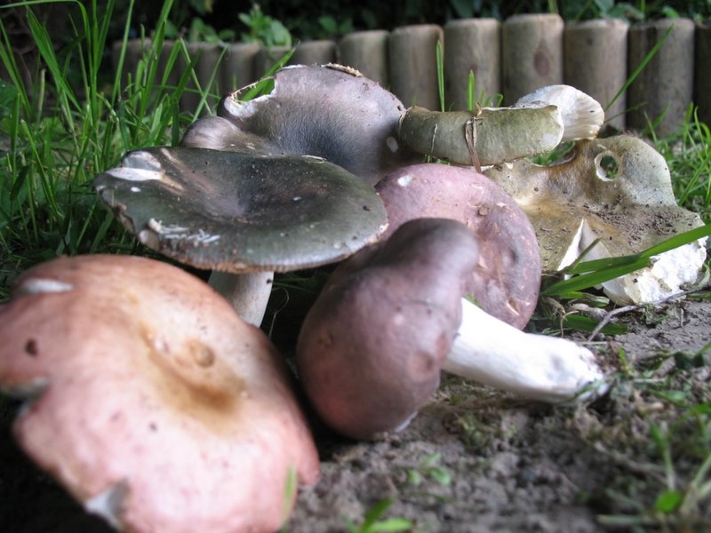 2006 myco ANY CERF 3.06.06 051